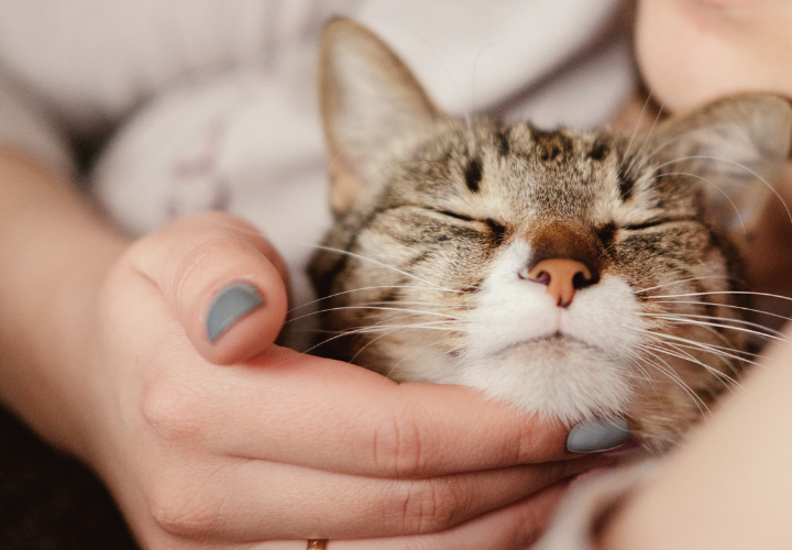 猫撫でる