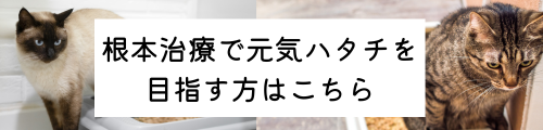 飼い主の習い事