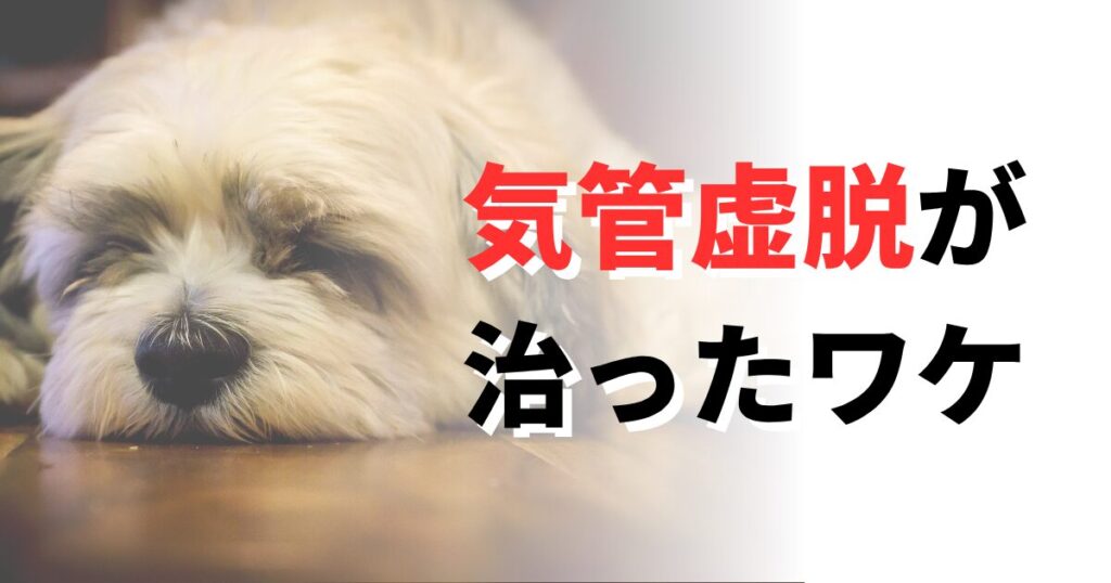 気管虚脱治った
