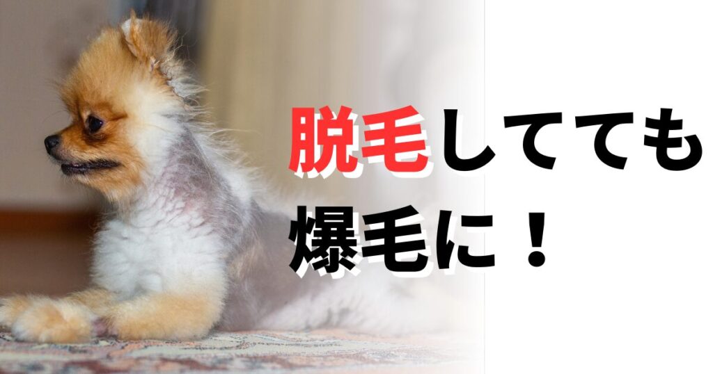 脱毛 犬 治す