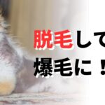 脱毛 犬　治す