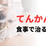 犬　てんかん　治った