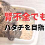 腎不全猫 治った