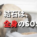 犬猫結石　治った