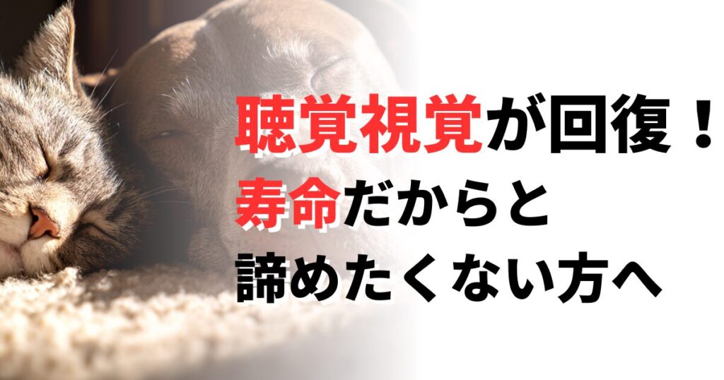 五感回復