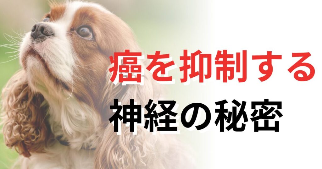 癌　根本治療　犬